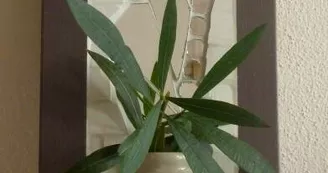 Mosaïque et plante