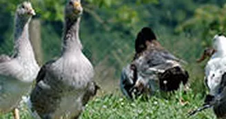Les canards