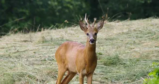 Les Chagnasses Rural Gîtes