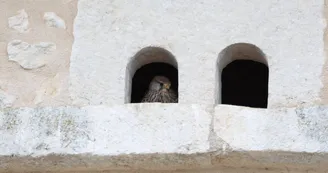 Logis des faucons de la barre - 9 pers
