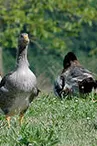 Les canards