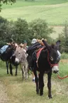 Corps et ânes