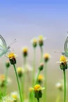 4ème édition de la Fête de la Nature