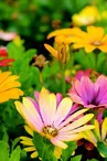 Exposition 'Jardiner naturellement'